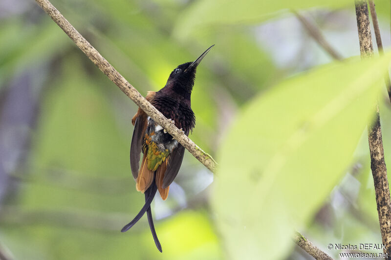 Colibri topaze mâle adulte nuptial, portrait