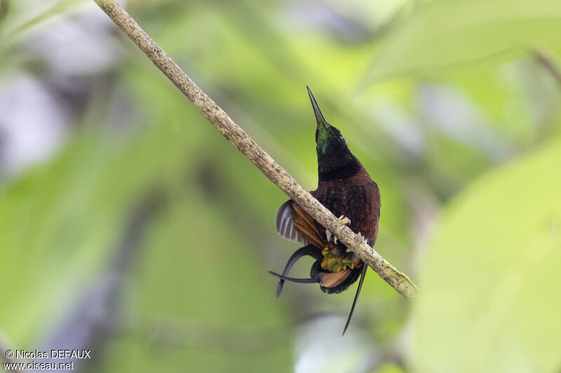 Colibri topaze mâle adulte nuptial, portrait