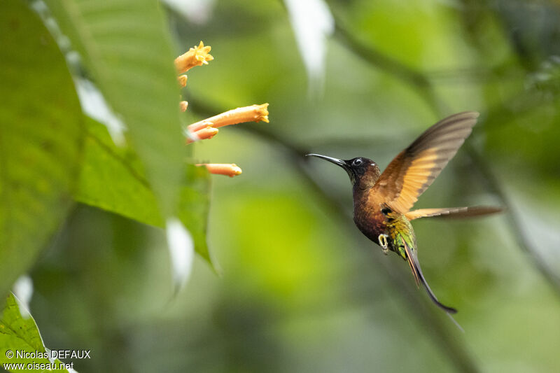 Crimson Topaz male adult breeding, Flight, eats