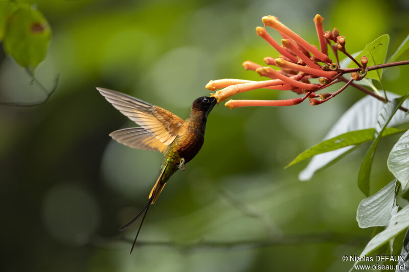 Crimson Topaz male adult breeding, Flight, eats