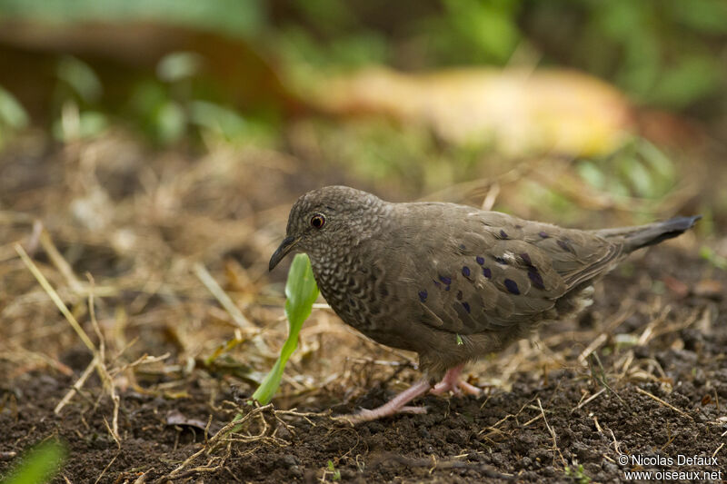 Common Ground Dove