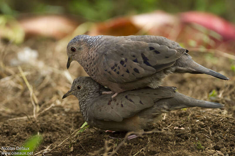 Common Ground Doveadult, pigmentation, mating., Behaviour