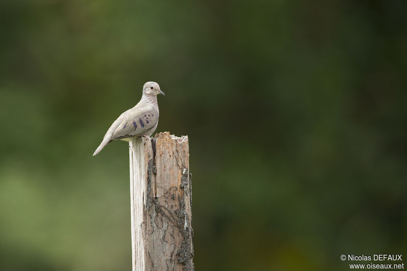 Common Ground Dove