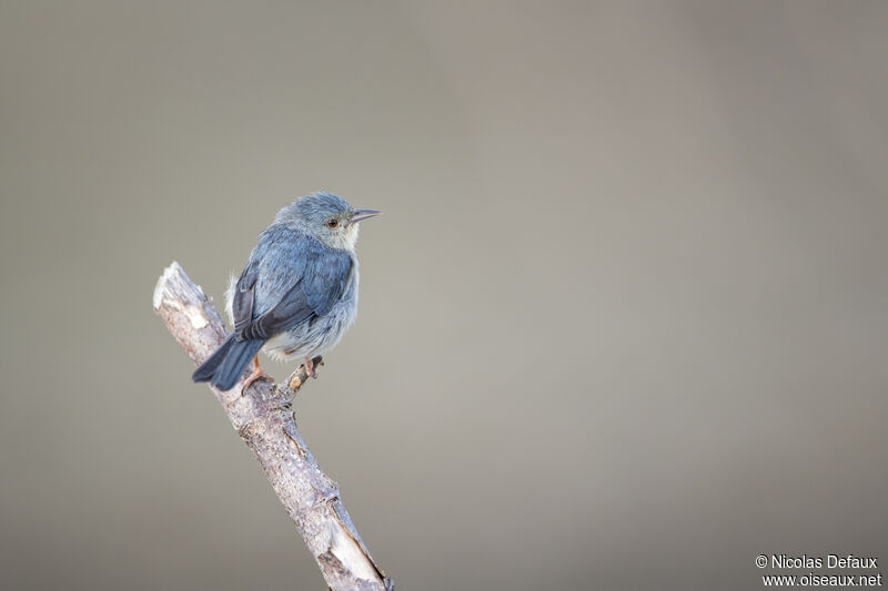 Bicolored Conebill