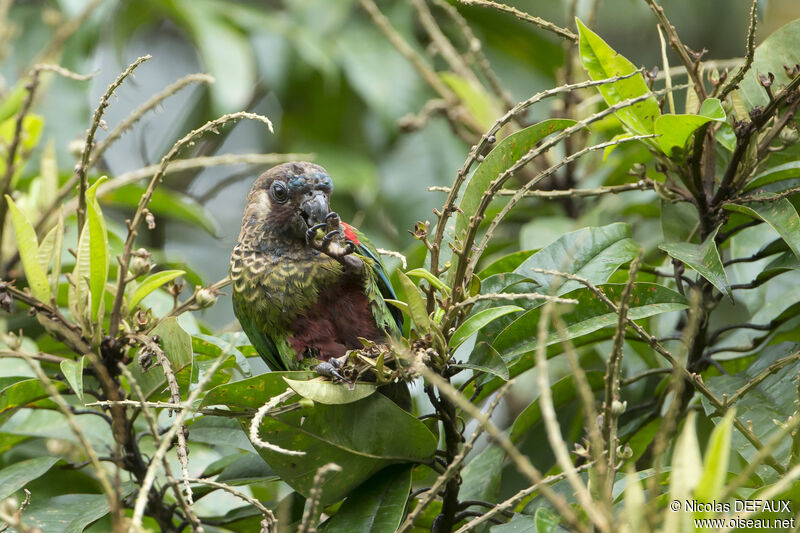 Conure versicolore, mange