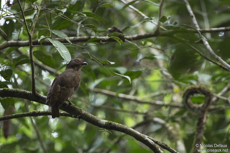 Guianan Cock-of-the-rock female