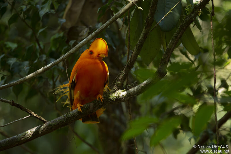 Guianan Cock-of-the-rock male adult, close-up portrait