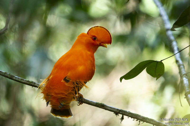 Guianan Cock-of-the-rock male adult, close-up portrait