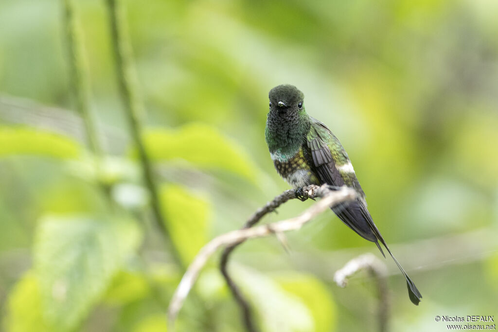 Coquette à raquettes mâle adulte, identification