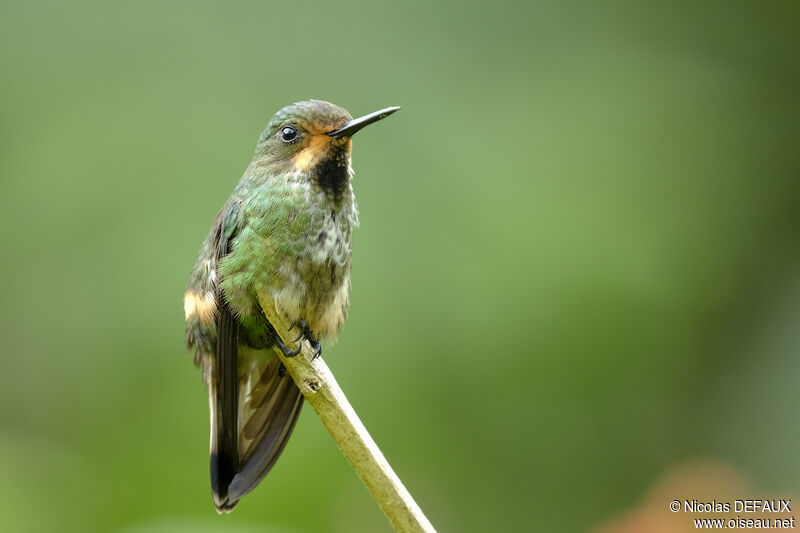 Racket-tailed Coquette female adult, close-up portrait