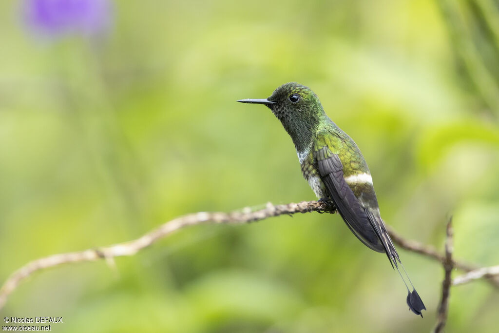 Coquette à raquettes
