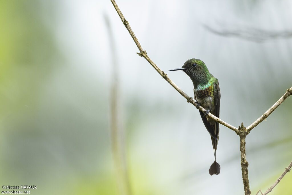 Coquette à raquettes