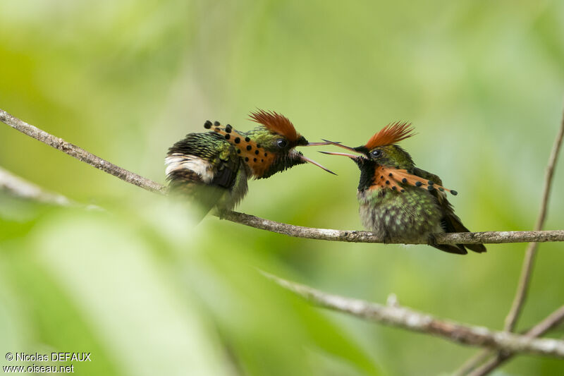 Tufted Coquette male, close-up portrait