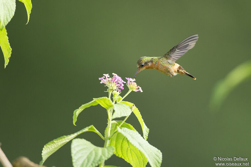 Tufted Coquette male juvenile, Flight