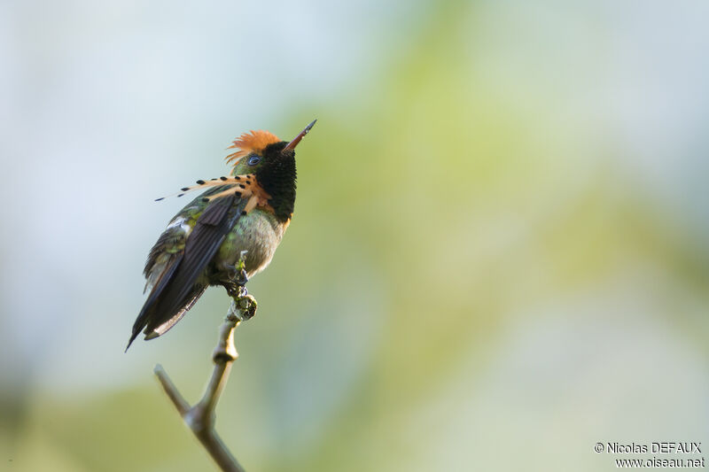 Tufted Coquette male adult