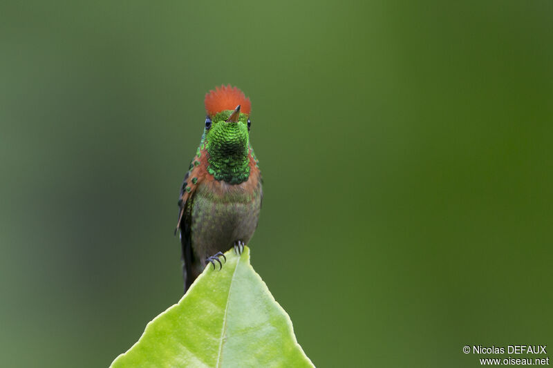 Tufted Coquette male adult