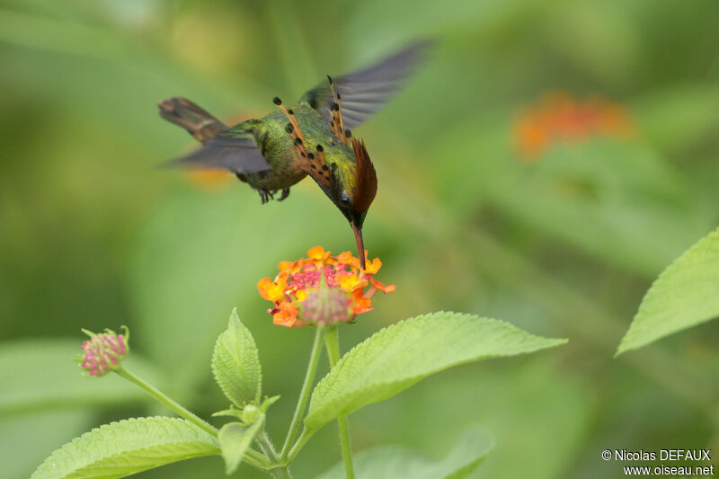 Tufted Coquette male, Flight, eats