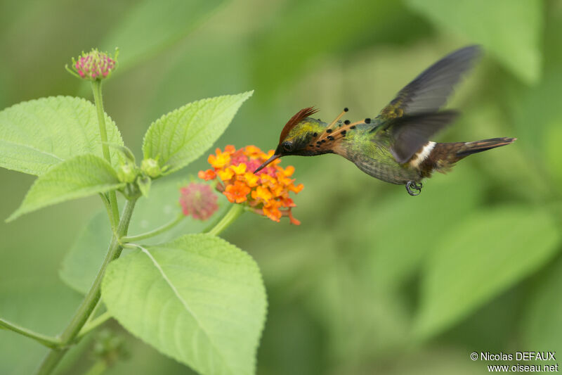 Tufted Coquette male, Flight, eats