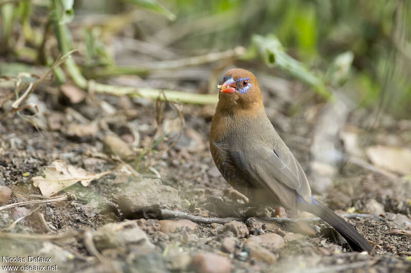 Cordonbleu violacéimmature, pigmentation, mange