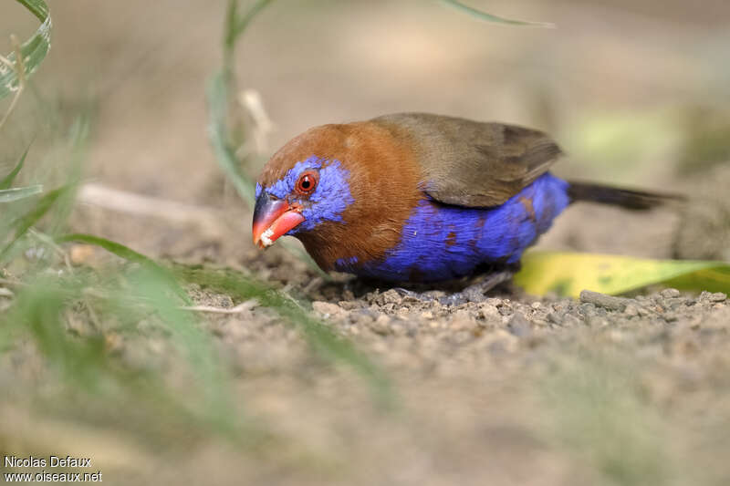 Purple Grenadier male adult, eats