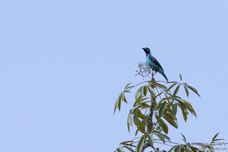 Cotinga de Cayenneadulte