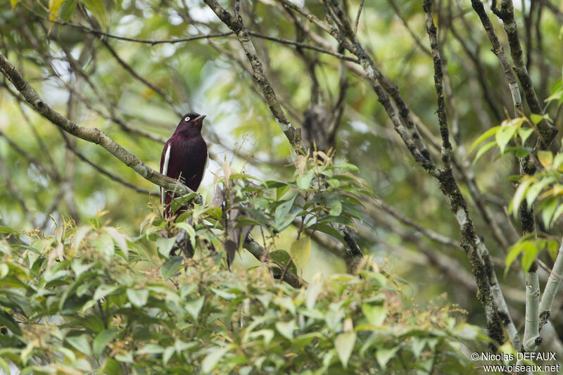 Pompadour Cotinga male