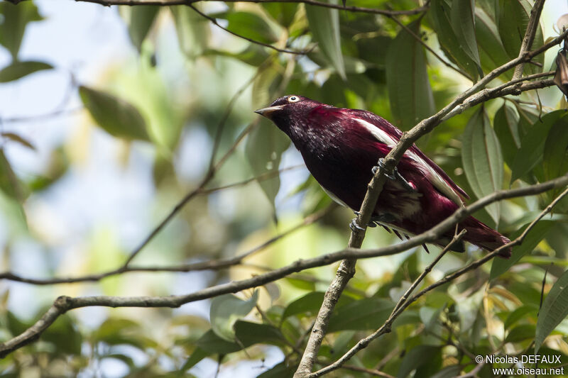 Pompadour Cotinga male adult