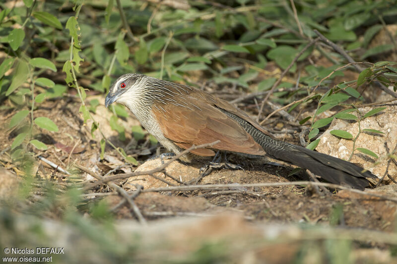 White-browed Coucaladult, close-up portrait, eats