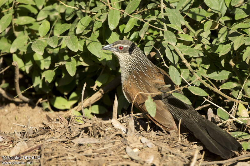 White-browed Coucaladult, close-up portrait, eats