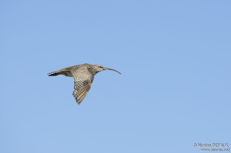 Hudsonian Whimbrel, Flight