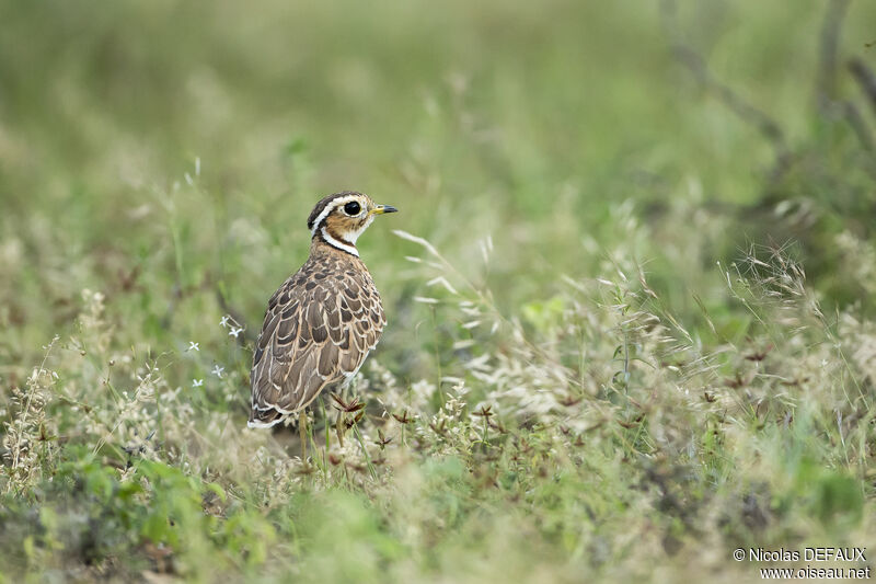 Three-banded Courser