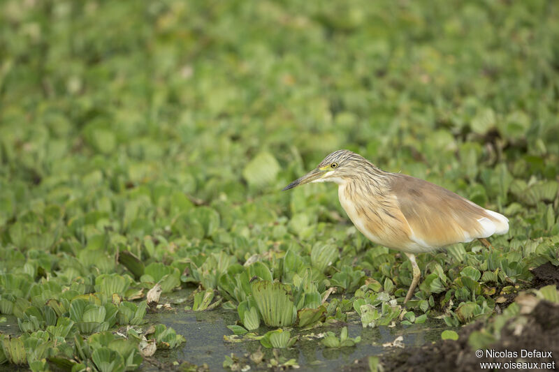 Squacco Heron