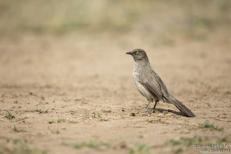 Arrow-marked Babbler