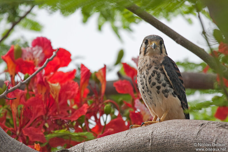 American Kestrel