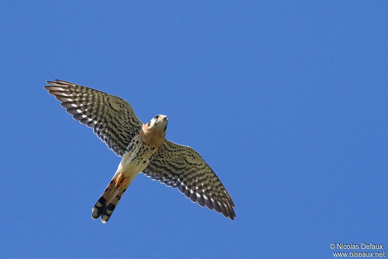 American Kestrel, Flight