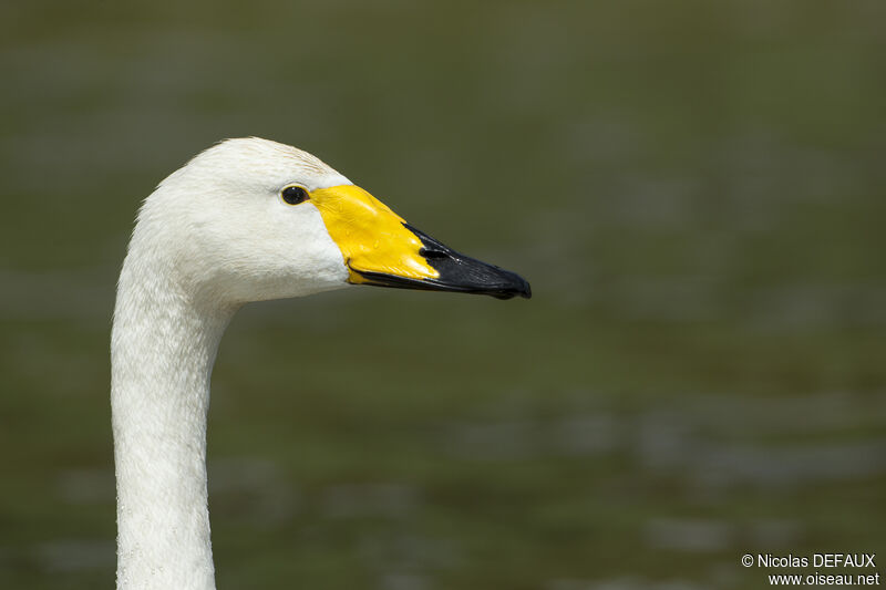 Whooper Swan