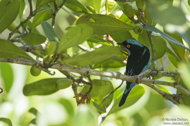 Dacnis à coiffe bleue mâle