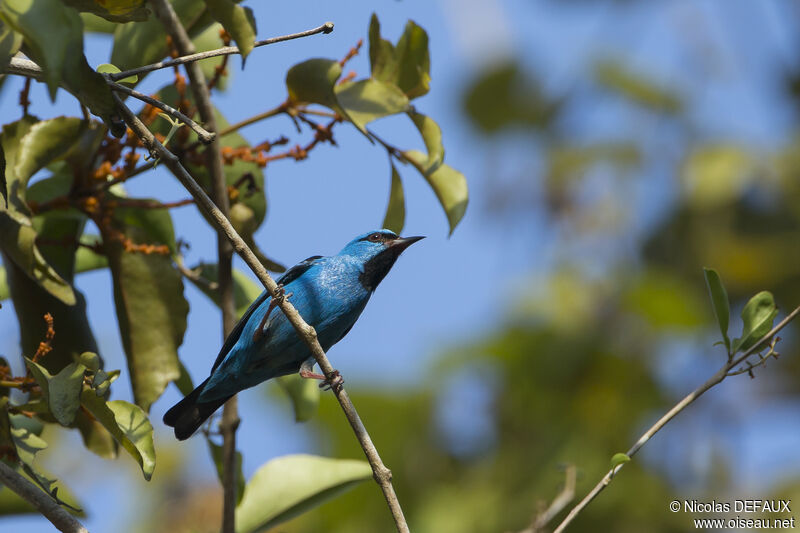 Dacnis bleuadulte