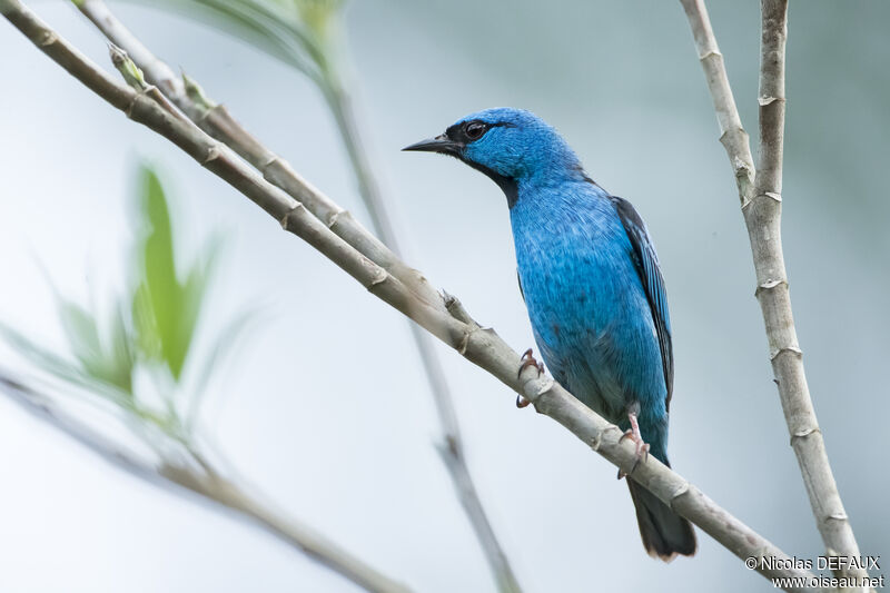 Blue Dacnis male adult