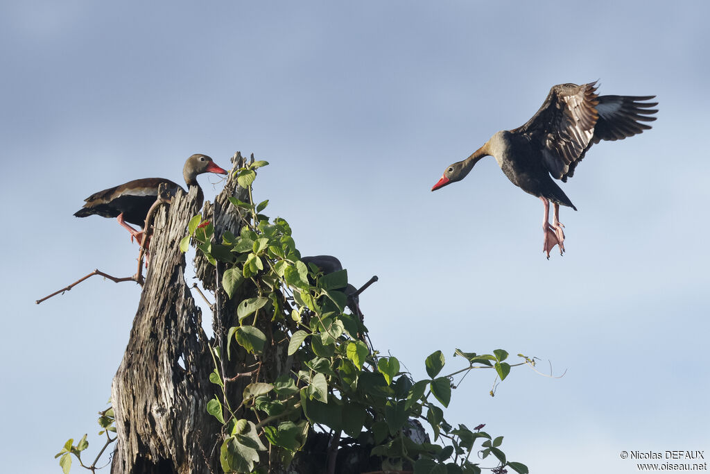 Dendrocygne à ventre noir
