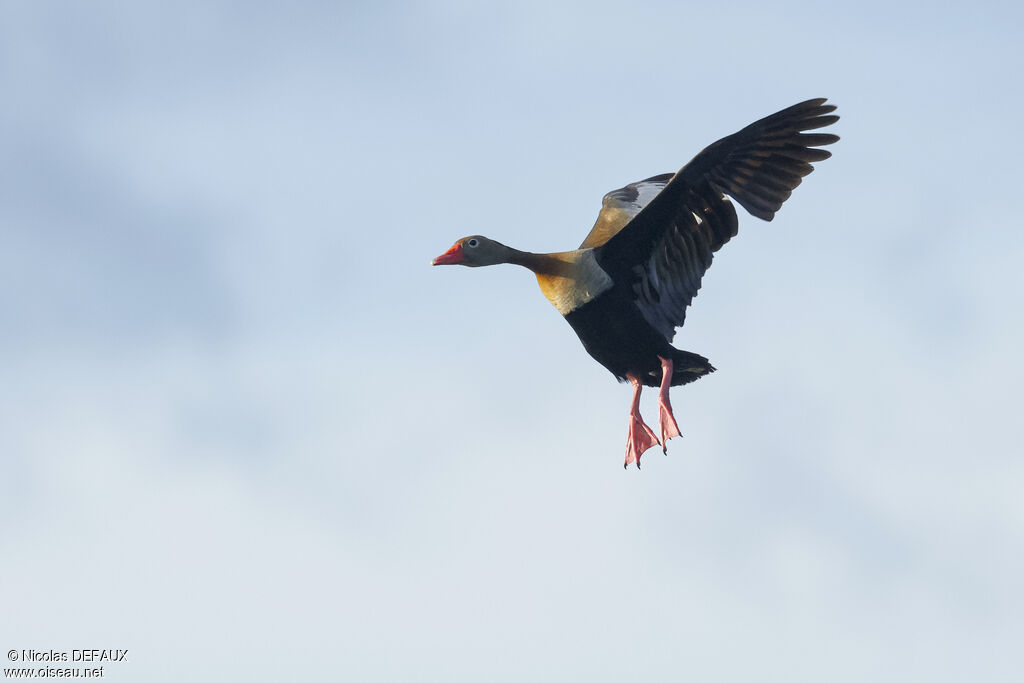 Dendrocygne à ventre noir