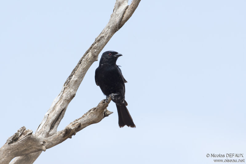 Drongo brillant, portrait