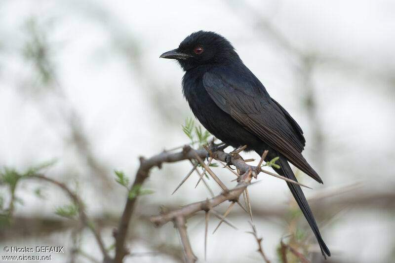 Fork-tailed Drongo, close-up portrait