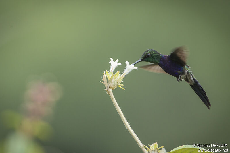 Fork-tailed Woodnymph male, Flight