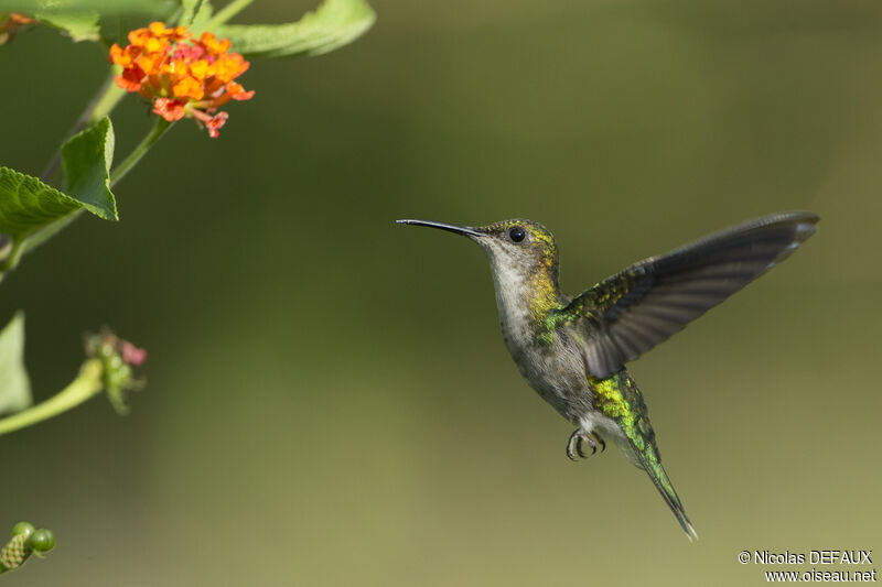 Fork-tailed Woodnymph female adult, Flight