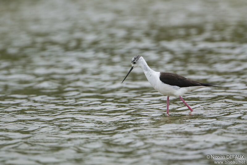 Black-winged Stilt, walking