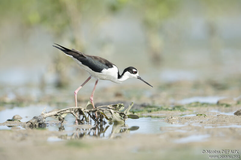 Black-necked Stilt