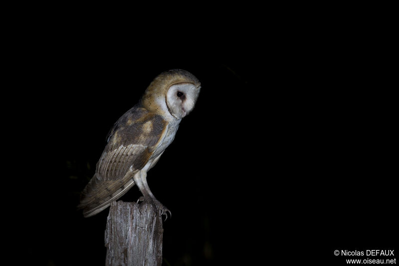 American Barn Owl