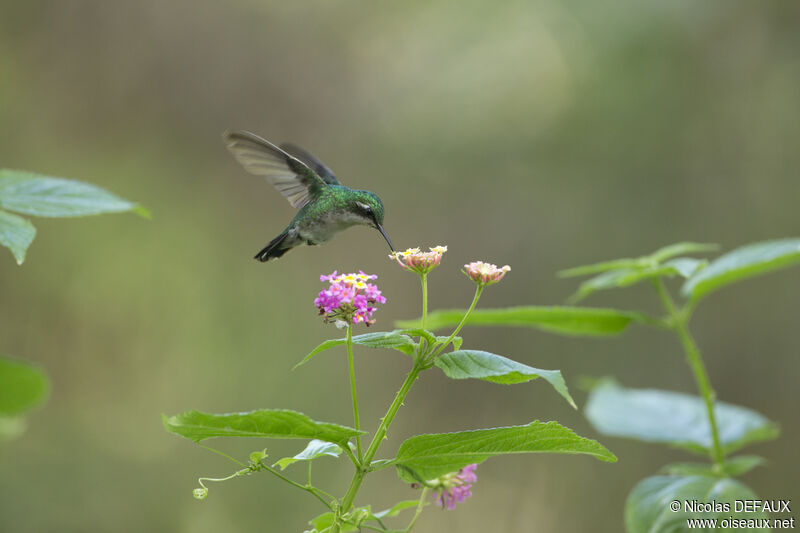 Blue-tailed Emerald