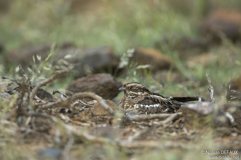 Slender-tailed Nightjar, close-up portrait